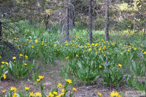 $89,000 | 3511 Buffalo Lane, Island Park, ID 83429