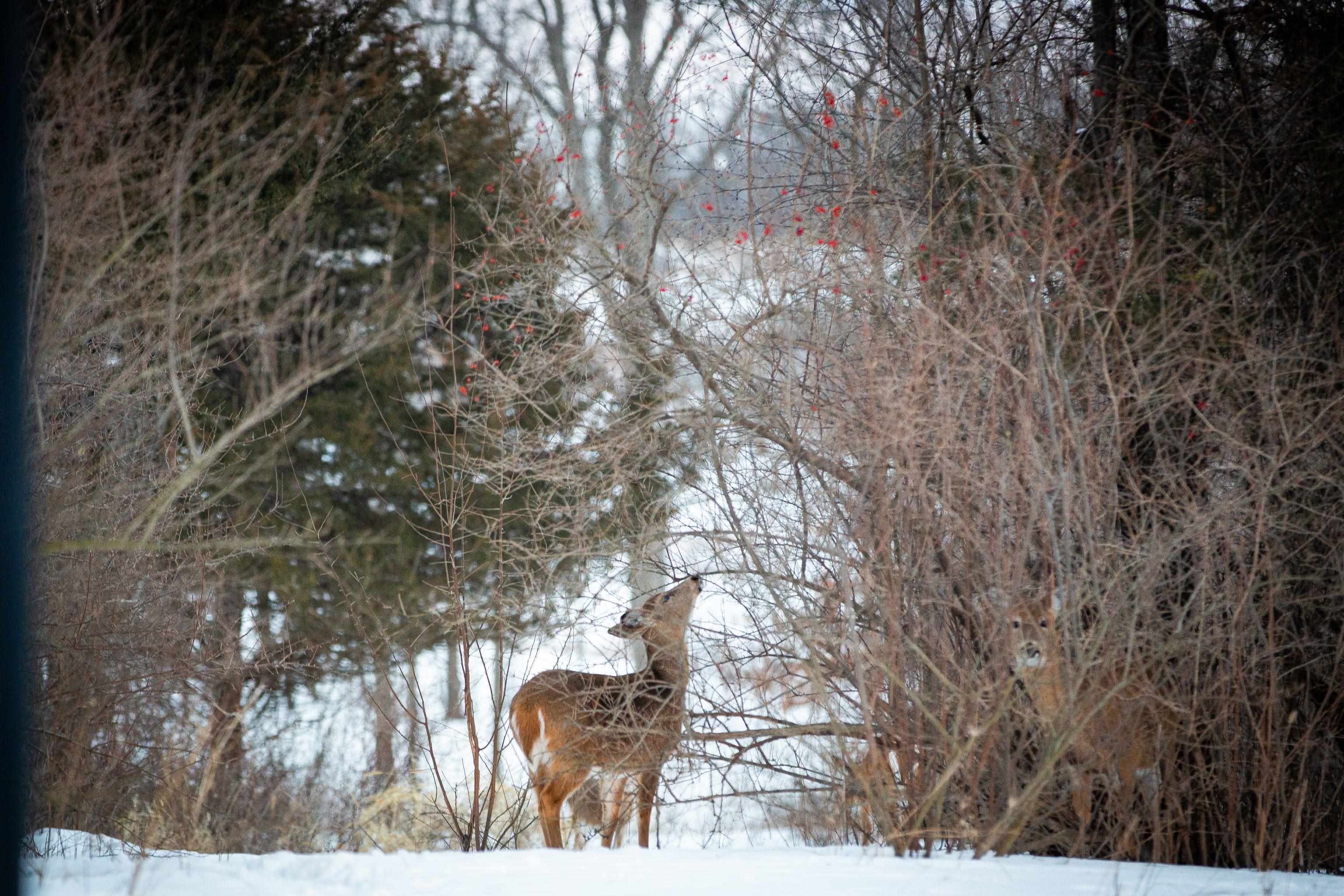 L82 Oakridge Janesville, WI 53548 - Photo 8 of 31