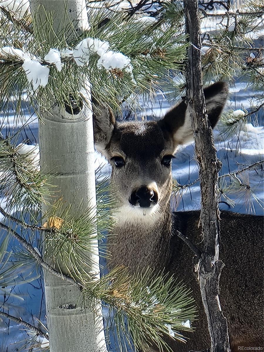 2883 Wagon Wheel Road Hartsel, CO 80449 - Photo 12 of 50