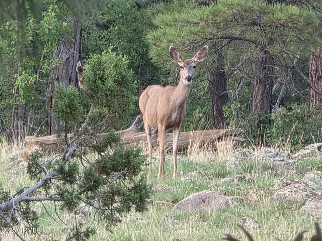 $565,000 | 1220 Caribou Road, Munds Park, AZ 86017