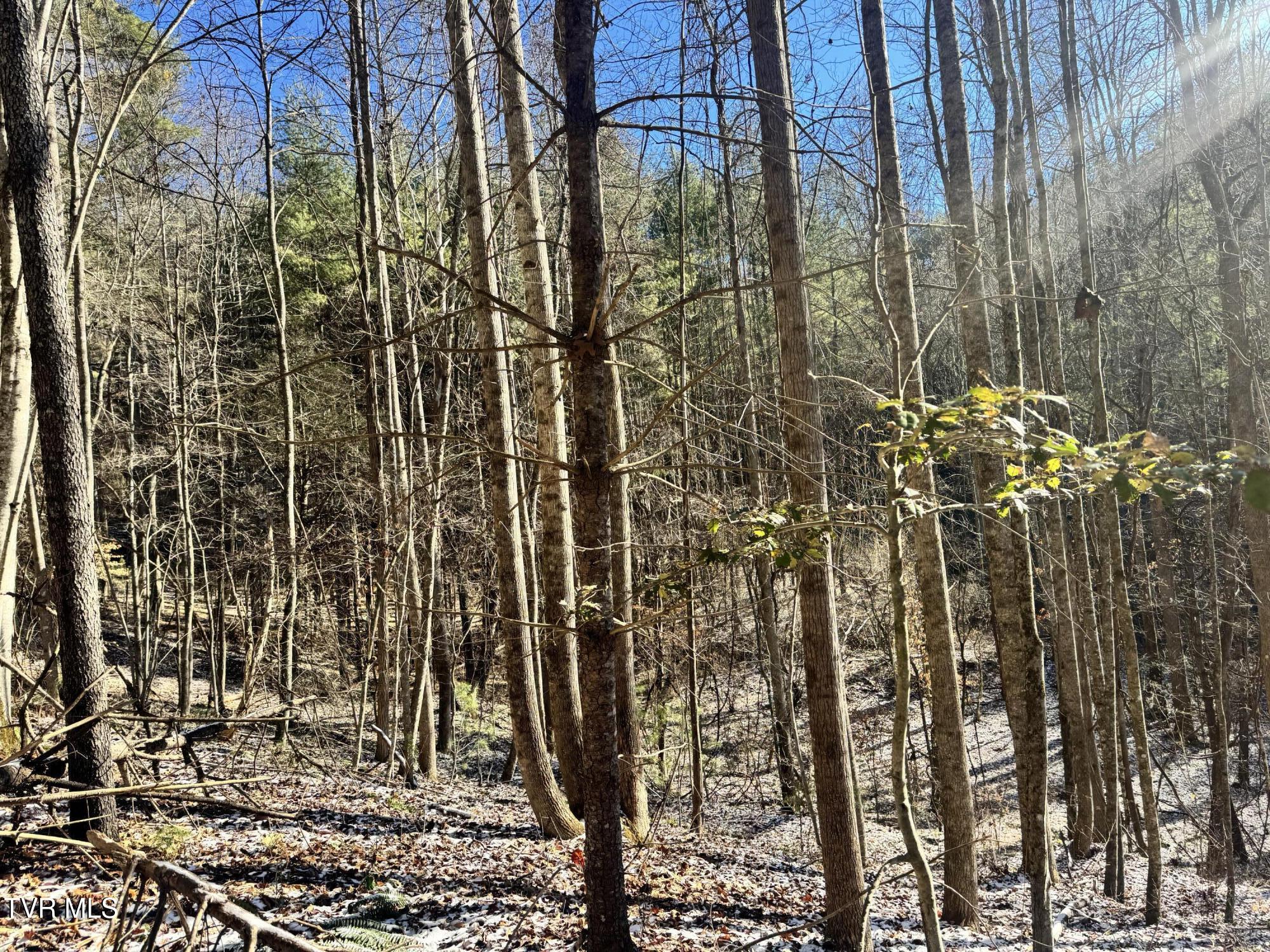 0 Clear Branch Road Erwin, TN 37650 - Photo 12 of 45 IMG_5042