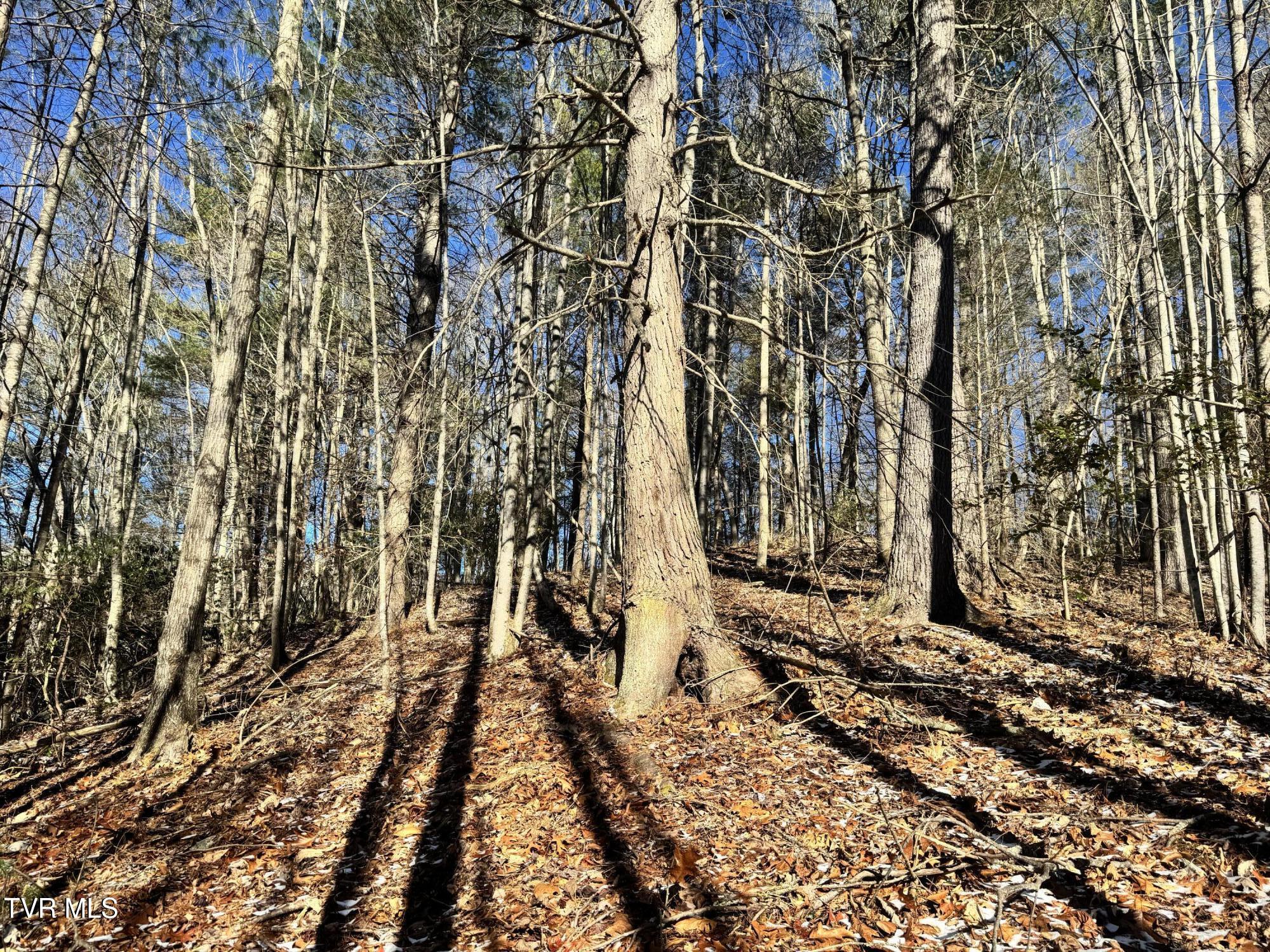 0 Clear Branch Road Erwin, TN 37650 - Photo 13 of 45 IMG_5041