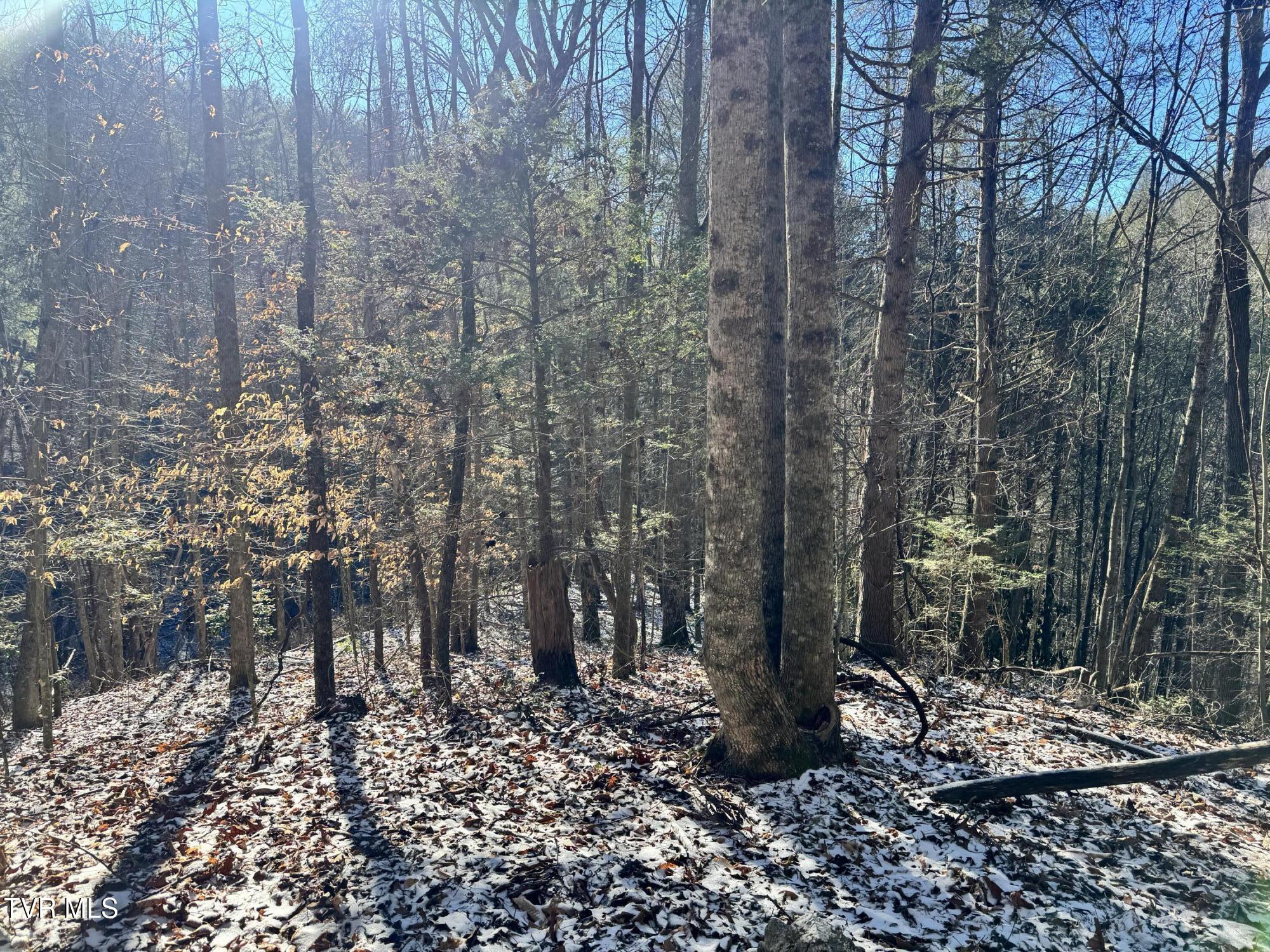 0 Clear Branch Road Erwin, TN 37650 - Photo 14 of 45 IMG_5040