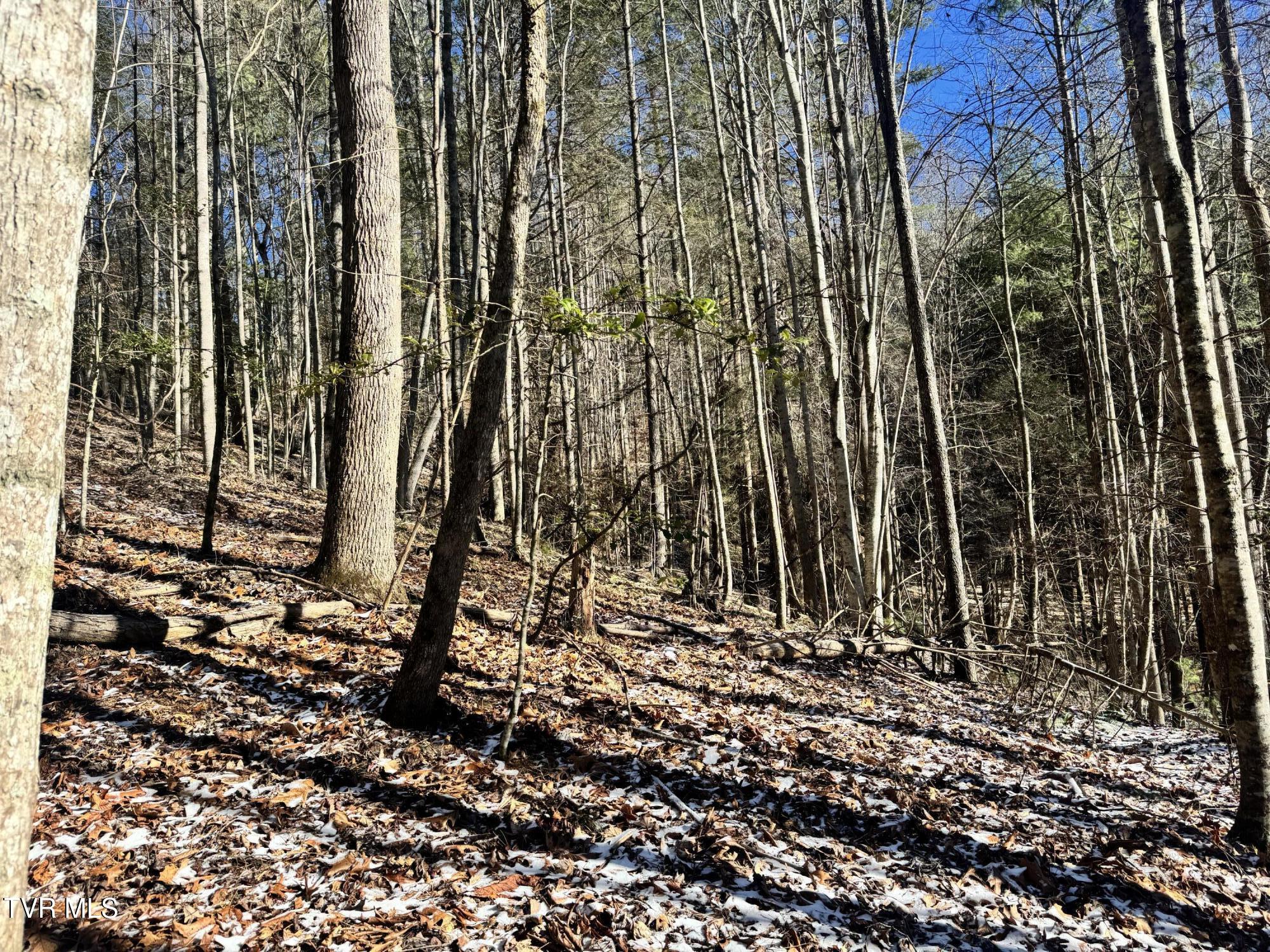 0 Clear Branch Road Erwin, TN 37650 - Photo 15 of 45 IMG_5039