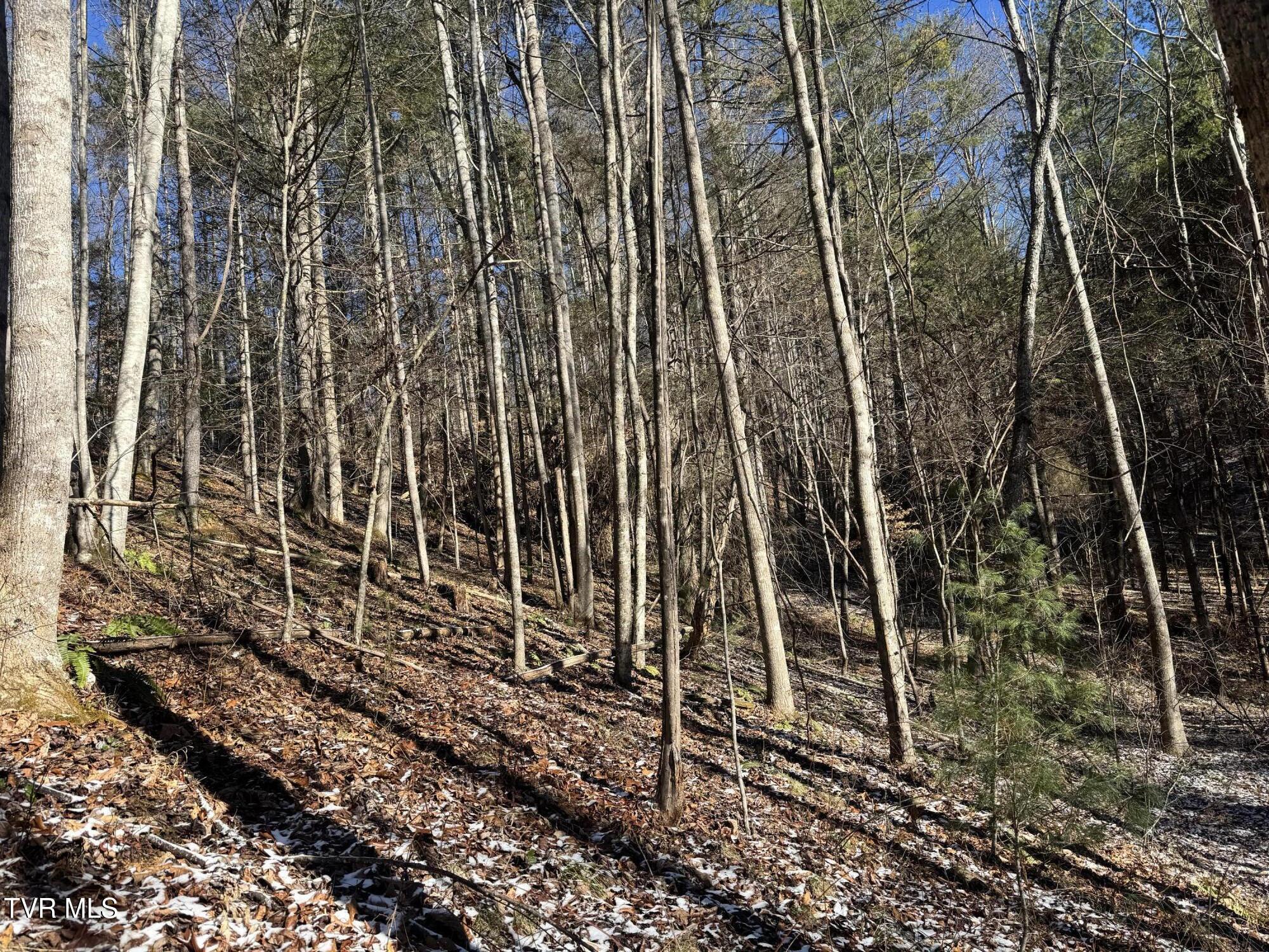 0 Clear Branch Road Erwin, TN 37650 - Photo 20 of 45 IMG_5044