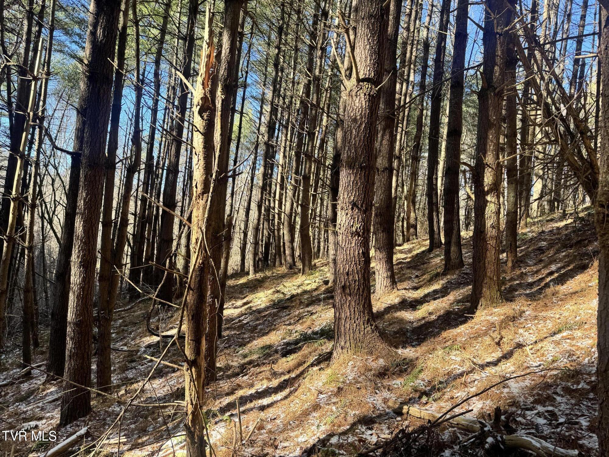 0 Clear Branch Road Erwin, TN 37650 - Photo 21 of 45 IMG_5053