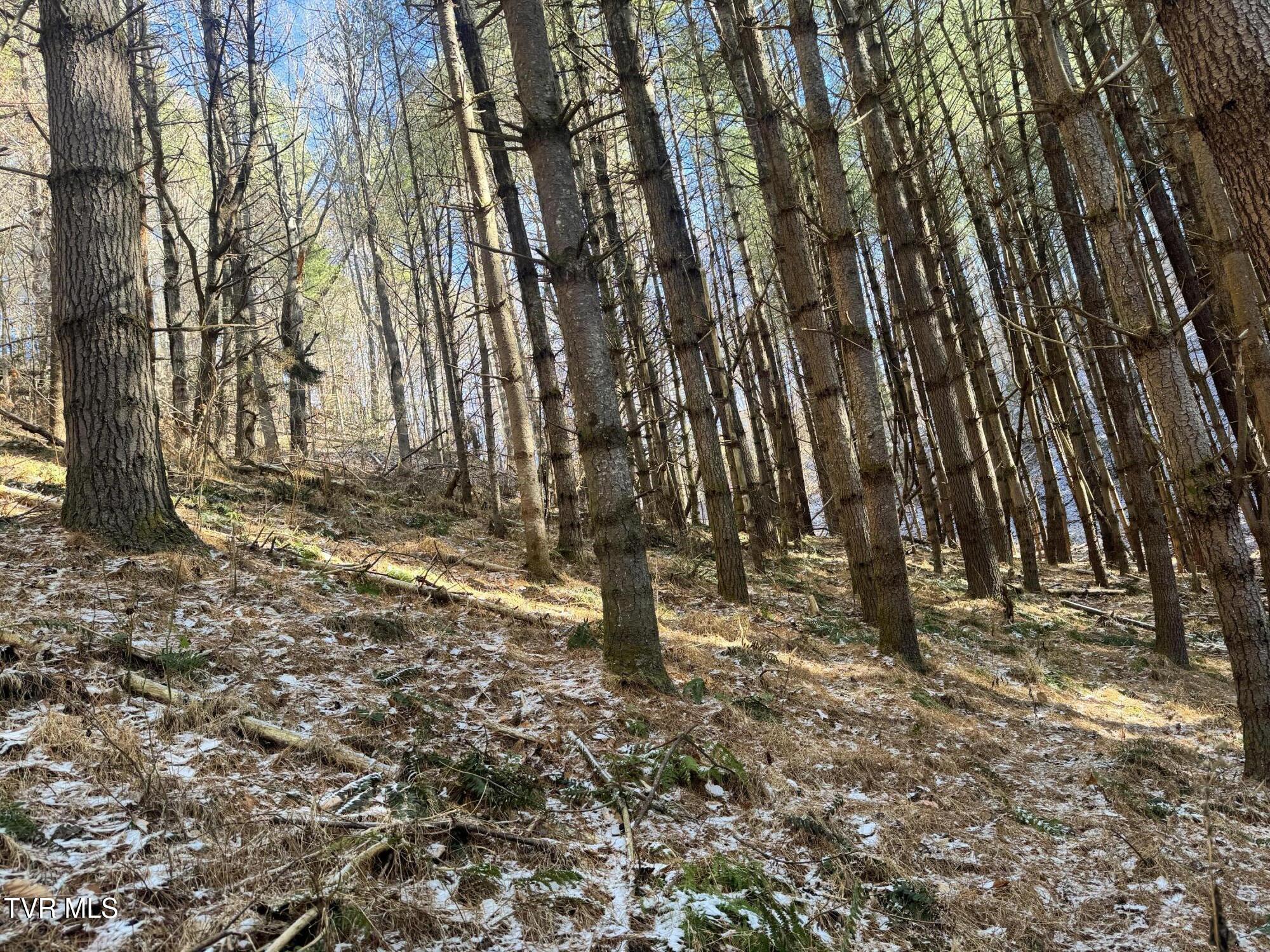 0 Clear Branch Road Erwin, TN 37650 - Photo 22 of 45 IMG_5052