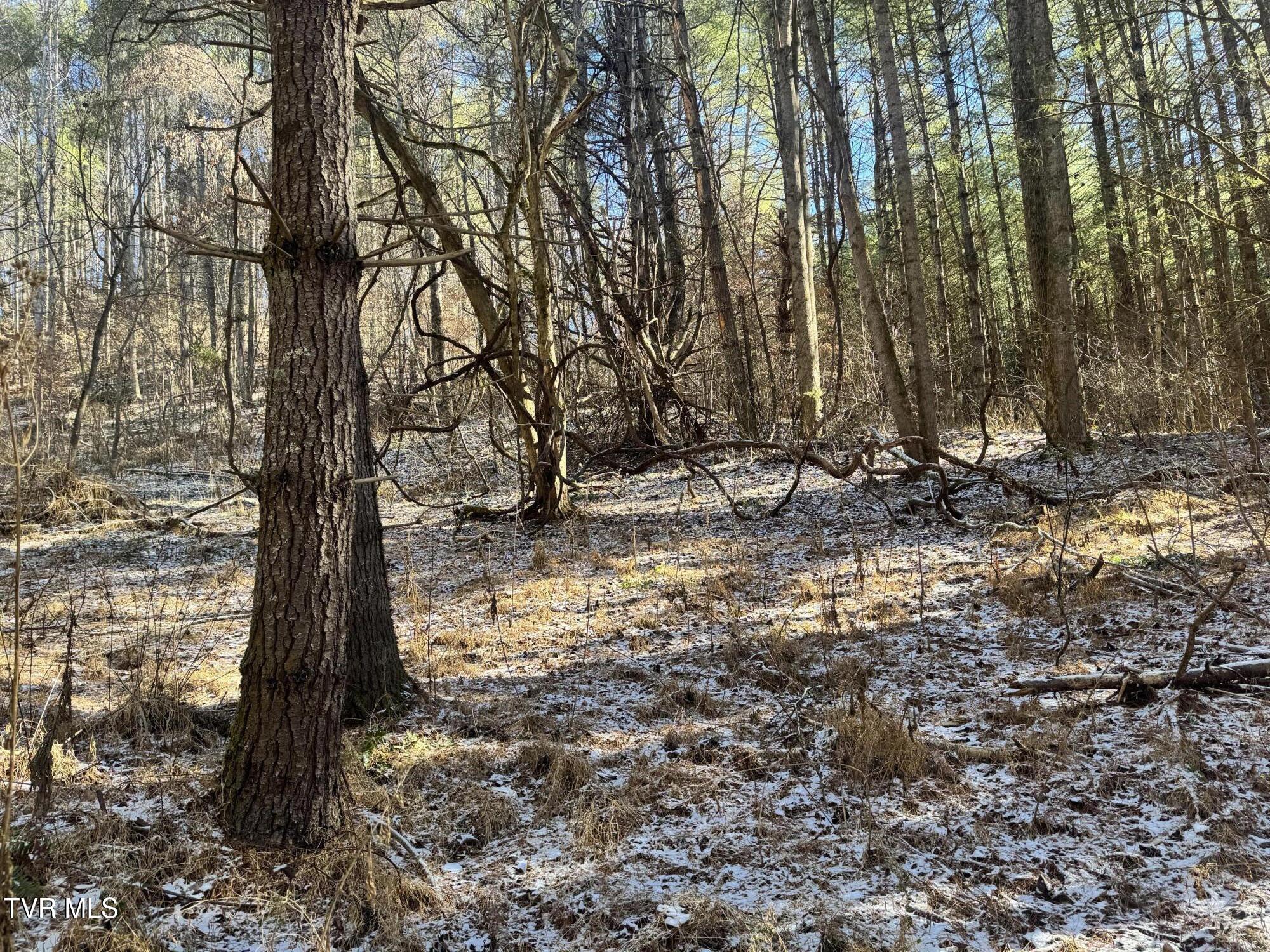 0 Clear Branch Road Erwin, TN 37650 - Photo 25 of 45 IMG_5049