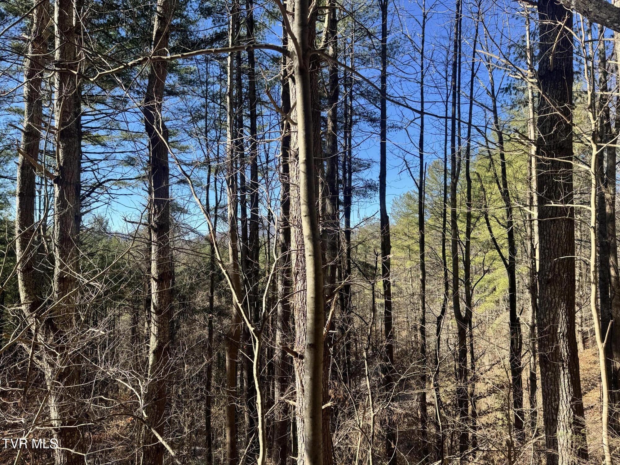 0 Clear Branch Road Erwin, TN 37650 - Photo 30 of 45 IMG_5054