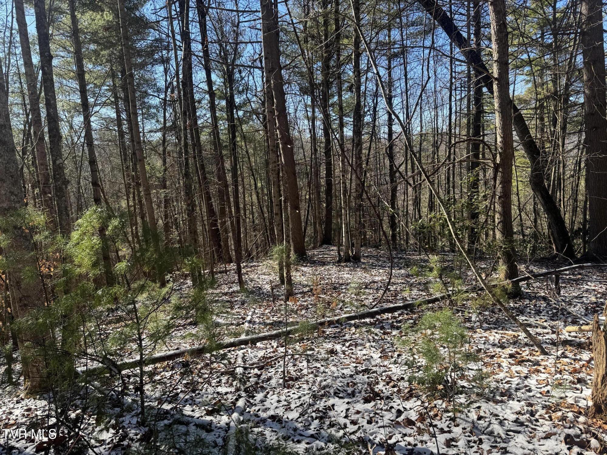 0 Clear Branch Road Erwin, TN 37650 - Photo 40 of 45 IMG_5071