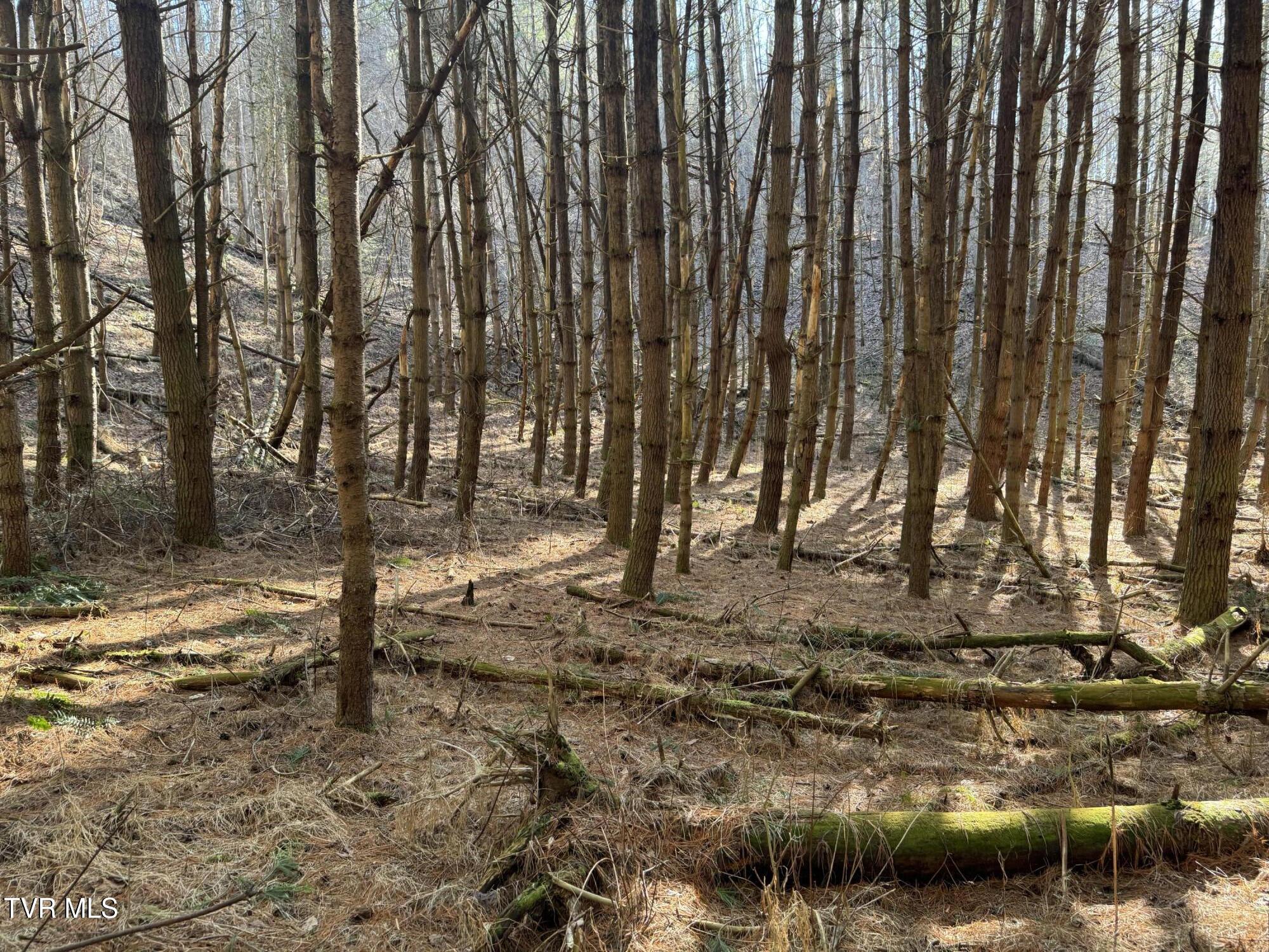 0 Clear Branch Road Erwin, TN 37650 - Photo 43 of 45 IMG_0783