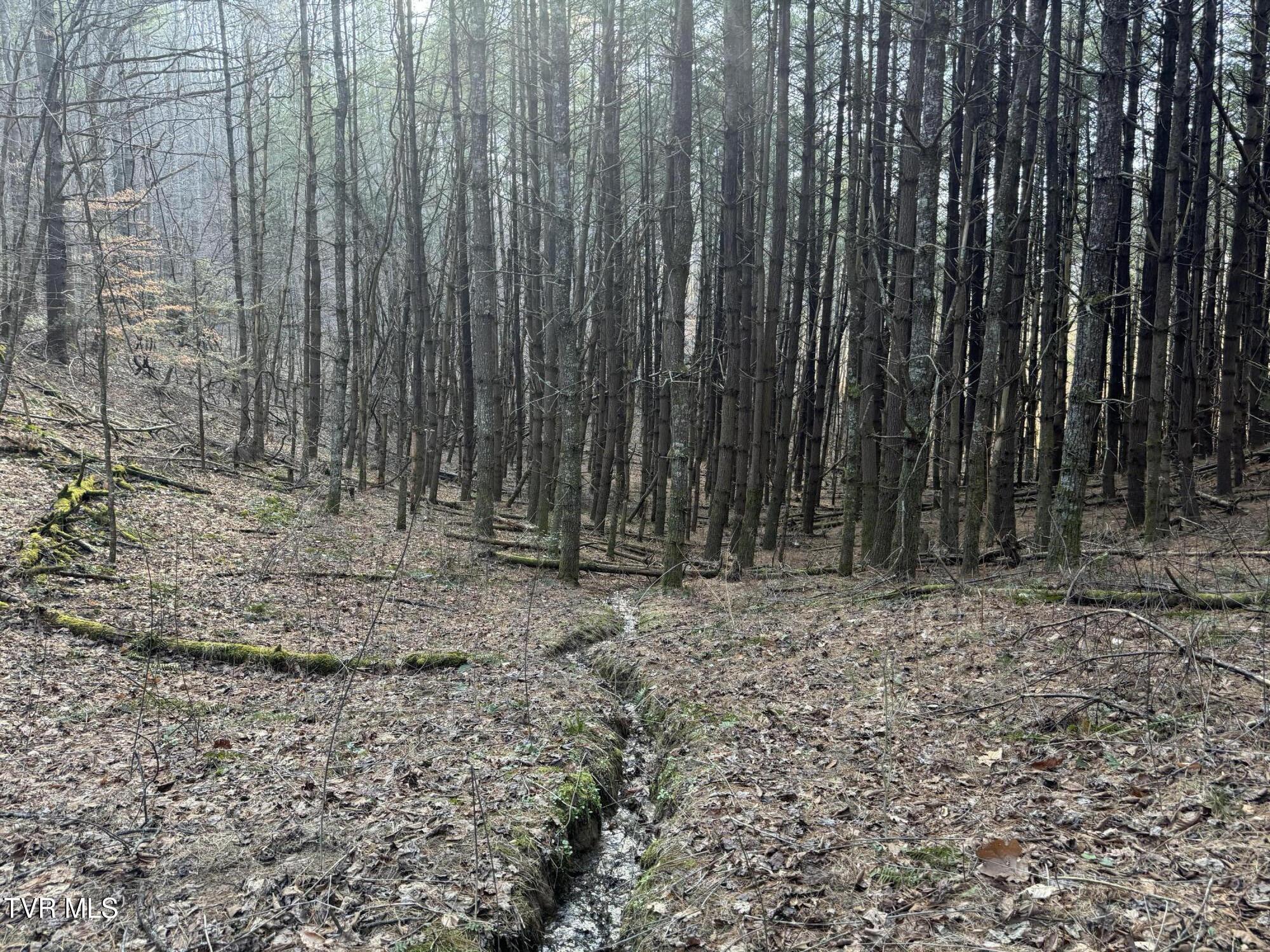 0 Clear Branch Road Erwin, TN 37650 - Photo 44 of 45 IMG_0781