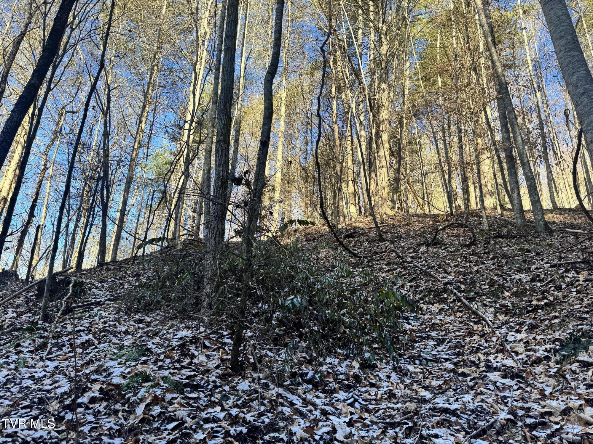 0 Clear Branch Road Erwin, TN 37650 - Photo 7 of 45 IMG_5035