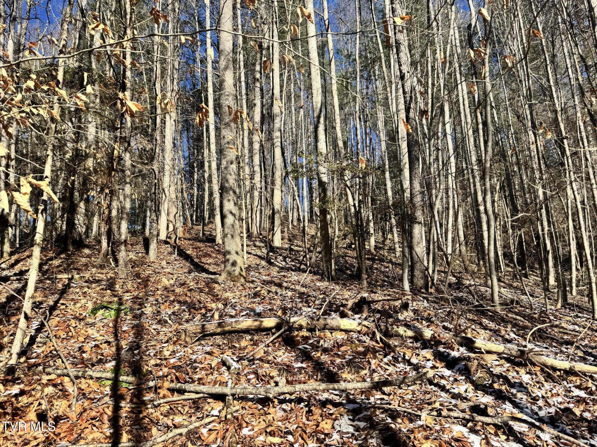 0 Clear Branch Road Erwin, TN 37650 - Photo 9 of 45 IMG_5037
