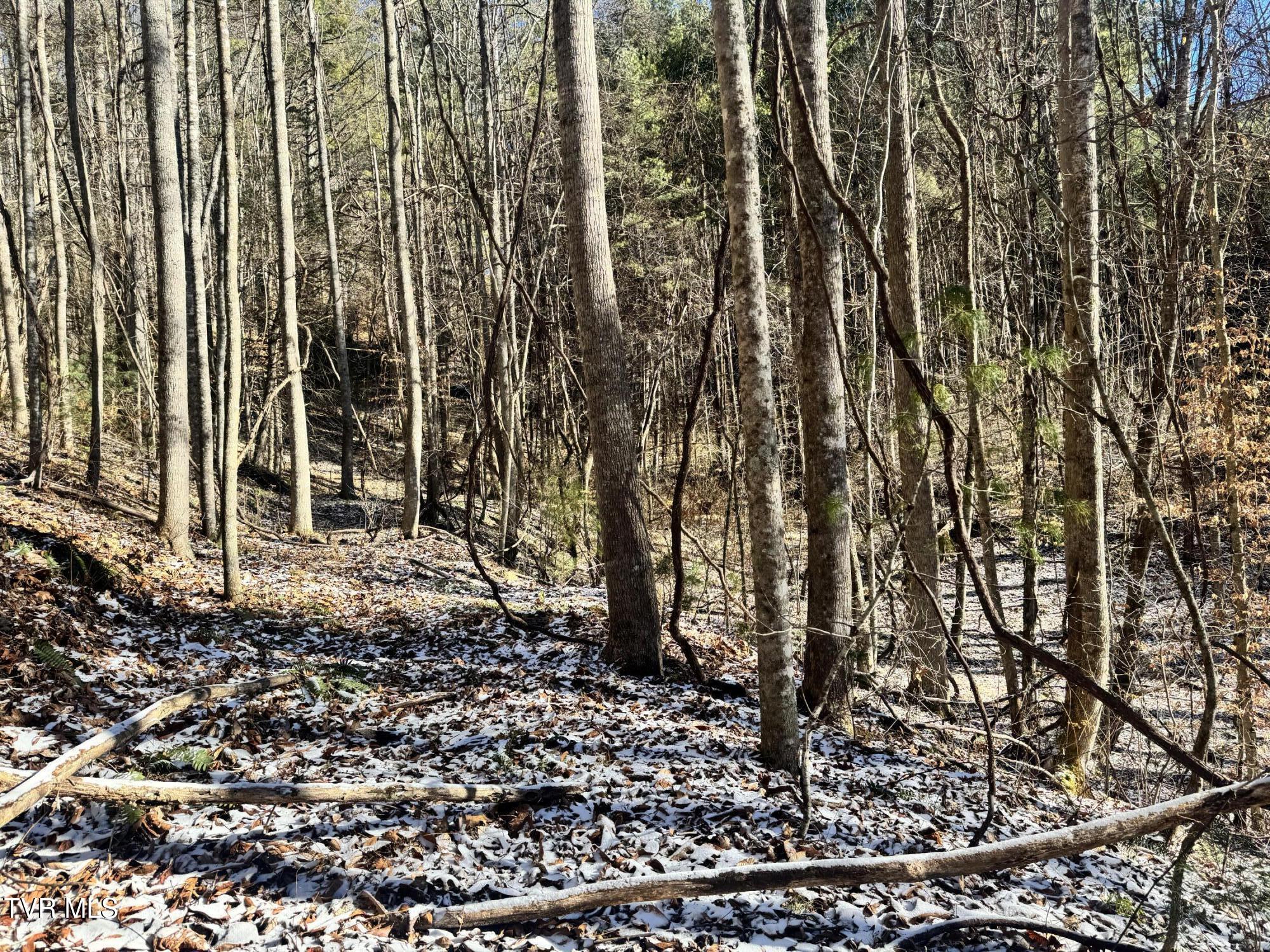 0 Clear Branch Road Erwin, TN 37650 - Photo 10 of 45 IMG_5038