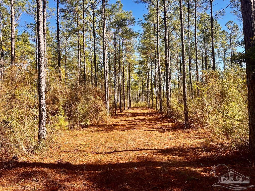Lot 17 Denali Road Jay, FL 32565 - Photo 18 of 32 a view of outdoor space with trees