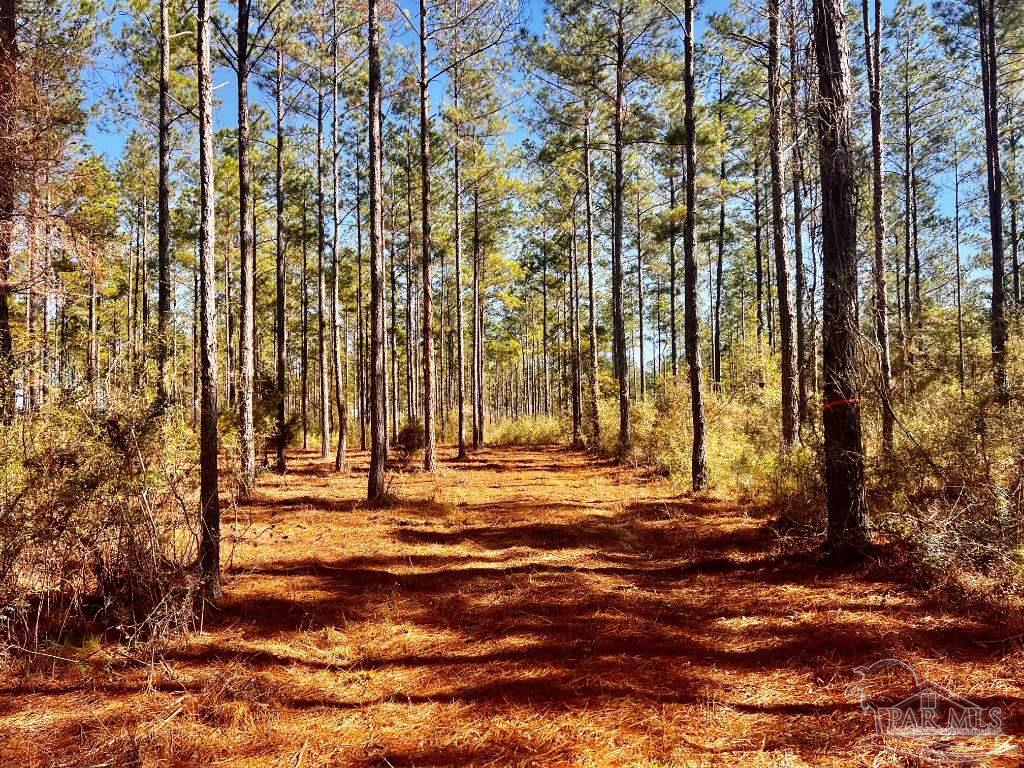 Lot 17 Denali Road Jay, FL 32565 - Photo 19 of 32 a view of street with trees