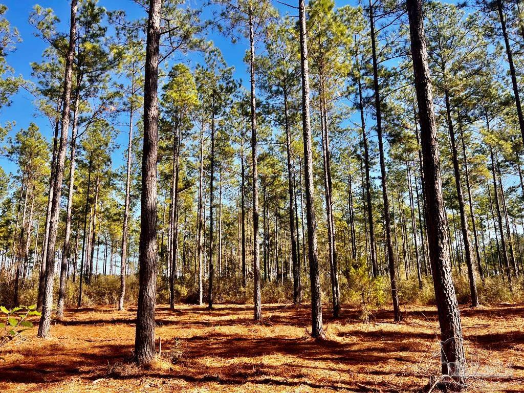 Lot 17 Denali Road Jay, FL 32565 - Photo 21 of 32 a view of outdoor space with garden