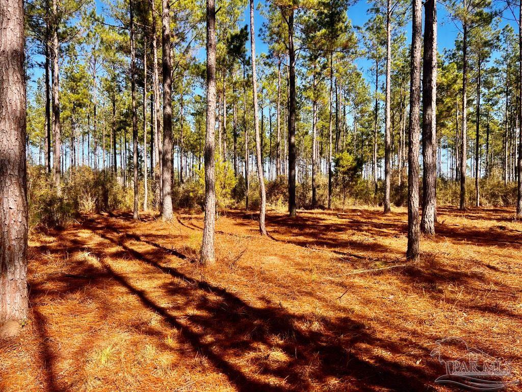 Lot 17 Denali Road Jay, FL 32565 - Photo 22 of 32 a view of yard