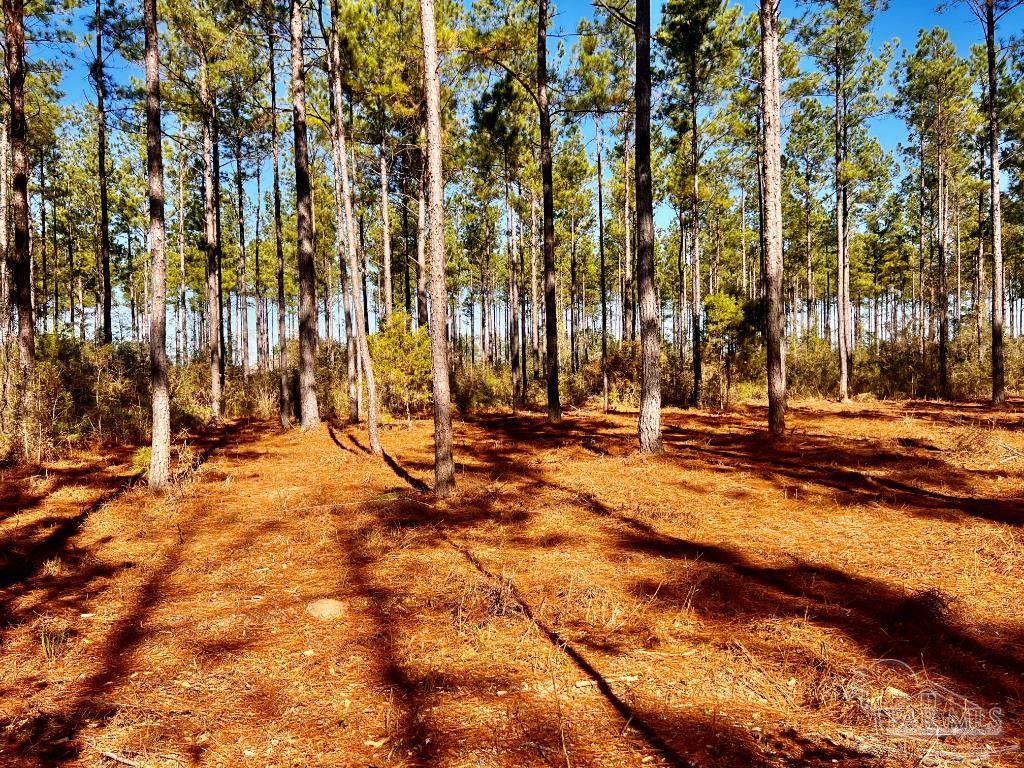 Lot 17 Denali Road Jay, FL 32565 - Photo 24 of 32 a view of outdoor space with trees
