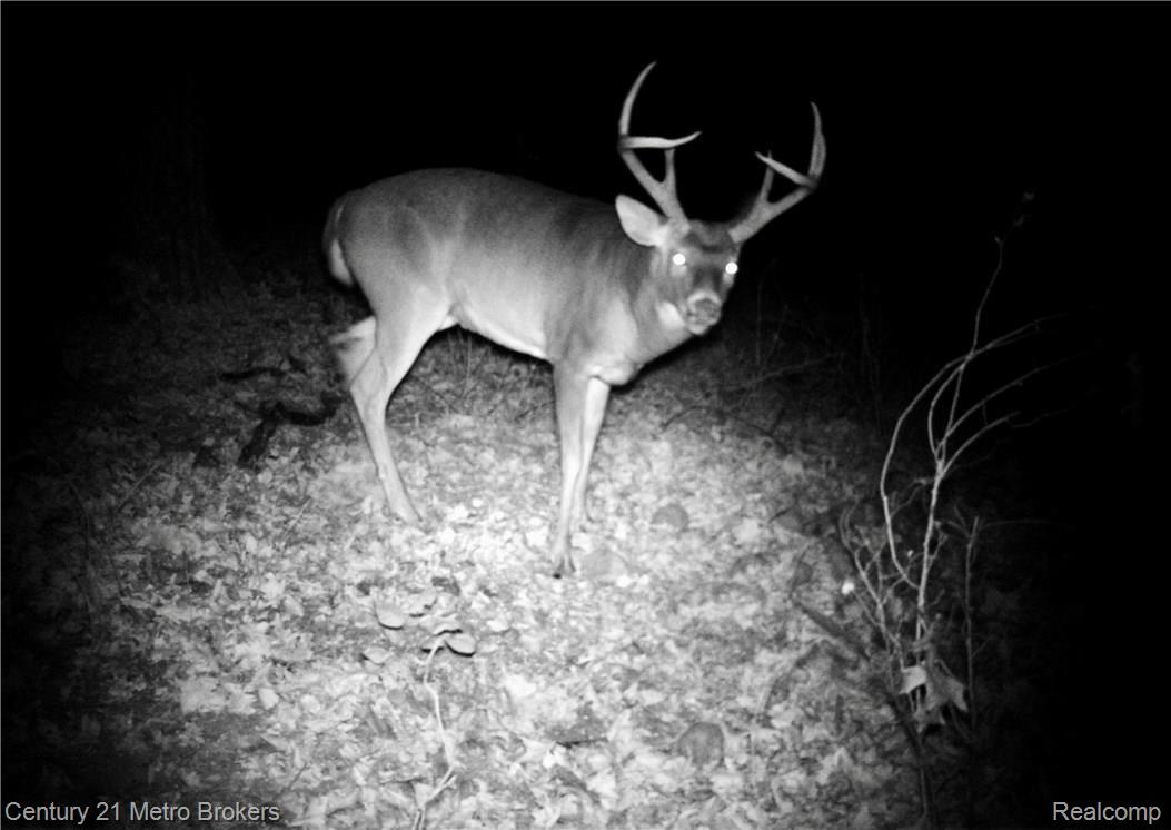 9300 Lahring Road Gaines, MI 48436 - Photo 78 of 84 Woods 1 4199.jpg