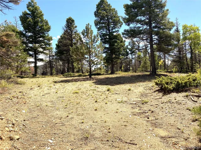 a view of a yard covered with trees