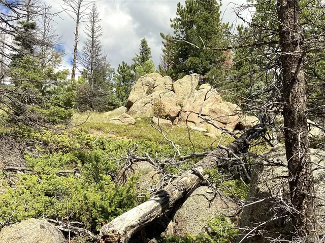 a view of a yard with plants and trees