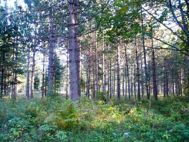 Xx Olson Road Mahtowa, MN 55707 - Photo 1 of 8 Gallery Image 1