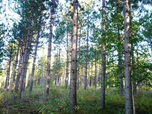 Xx Olson Road Mahtowa, MN 55707 - Photo 5 of 8 Gallery Image 5