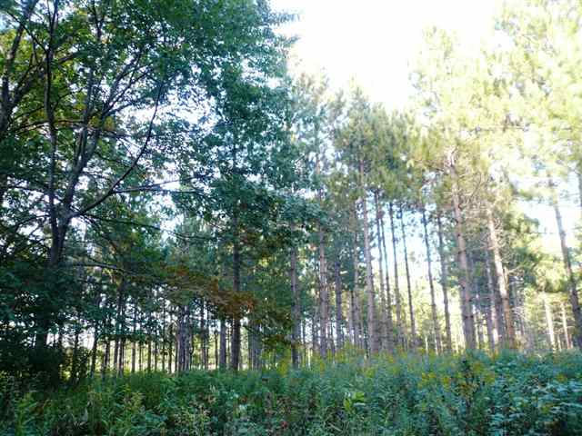 Xx Olson Road Mahtowa, MN 55707 - Photo 6 of 8 Gallery Image 6