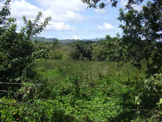 6060 Olohena Road Kapaa, HI 96746 - Photo 1 of 4 Gallery Image 1