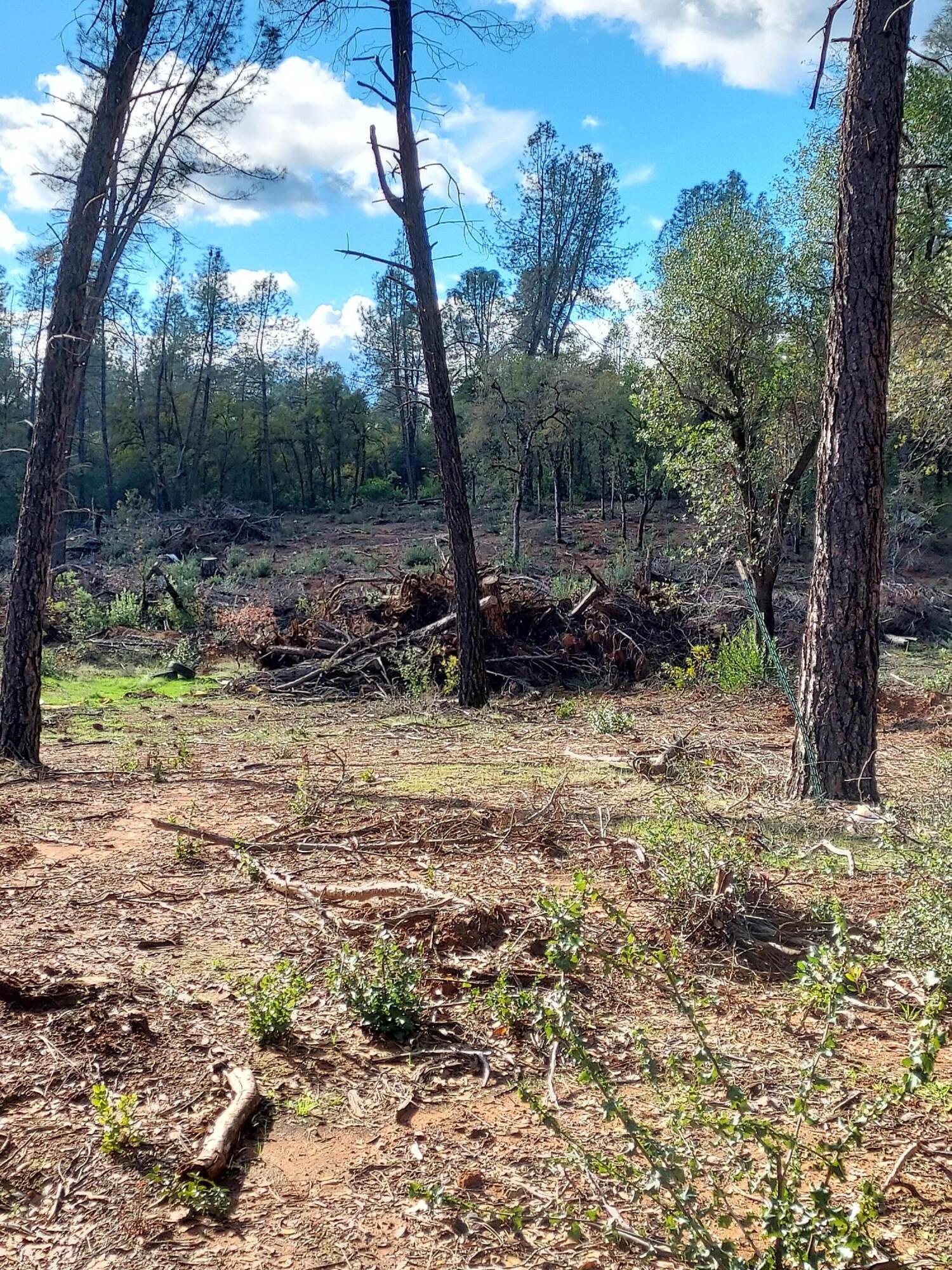 3082-3060 Keswick Dam Road Redding, CA 96003 - Photo 5 of 25 a view of a forest filled with trees