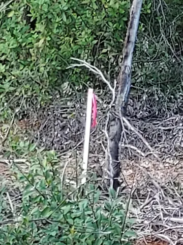 a view of backyard with trees