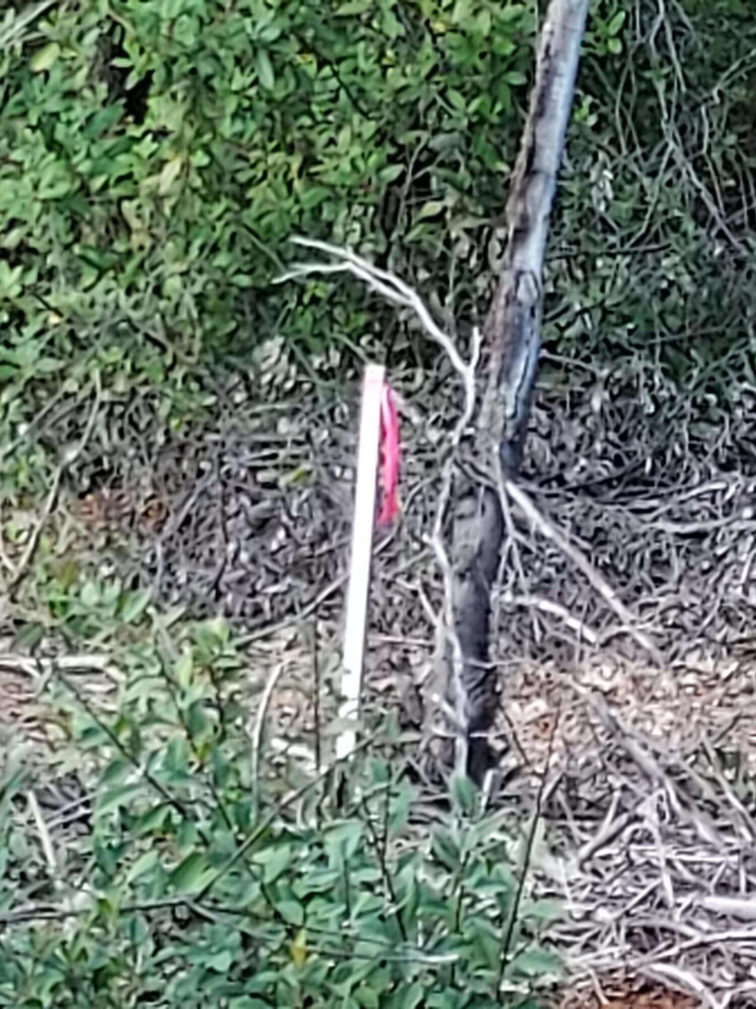 3082-3060 Keswick Dam Road Redding, CA 96003 - Photo 10 of 25 a picture of a tree