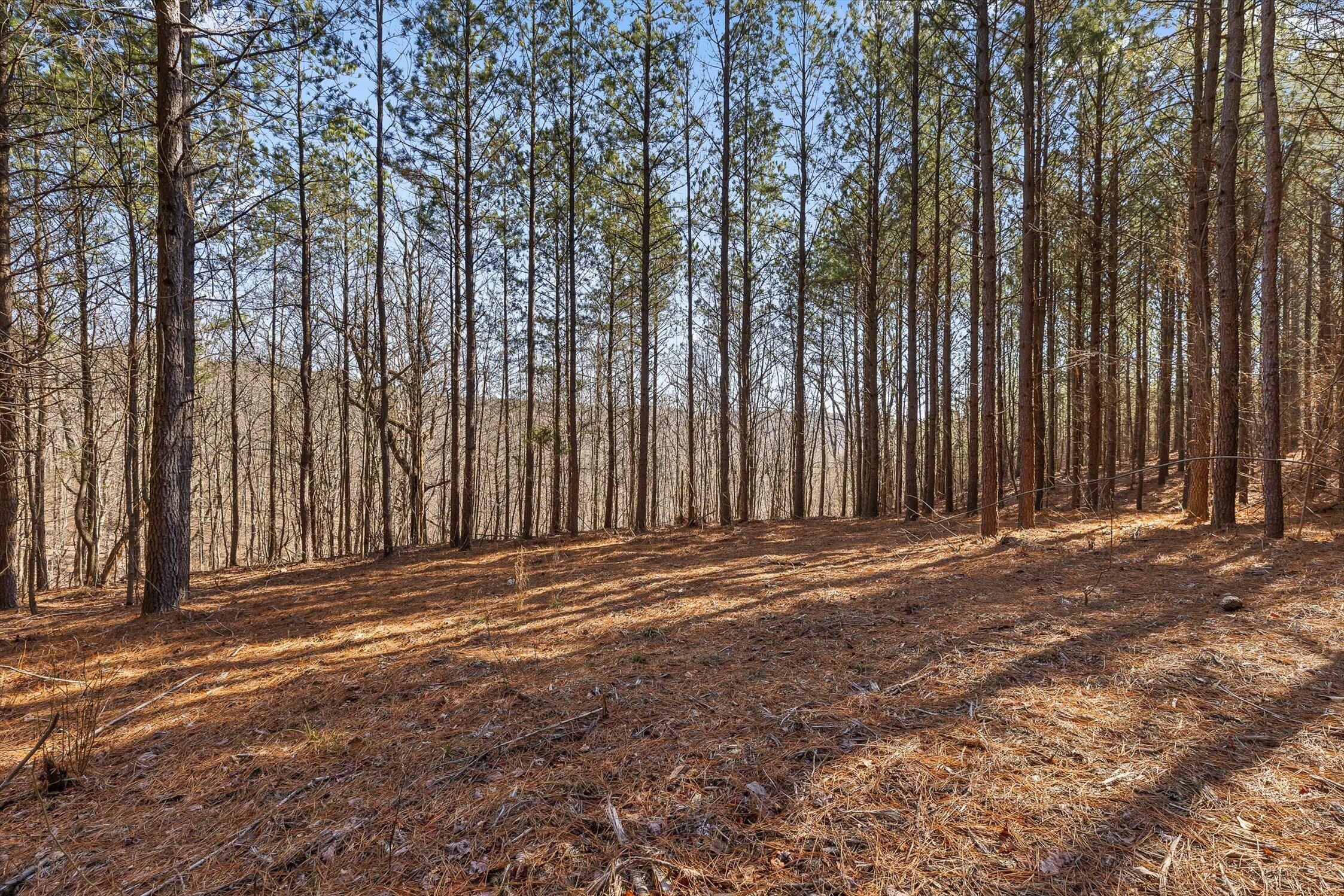 0 Wildlife Way Guild, TN 37340 - Photo 24 of 50 12-Wildlife-11