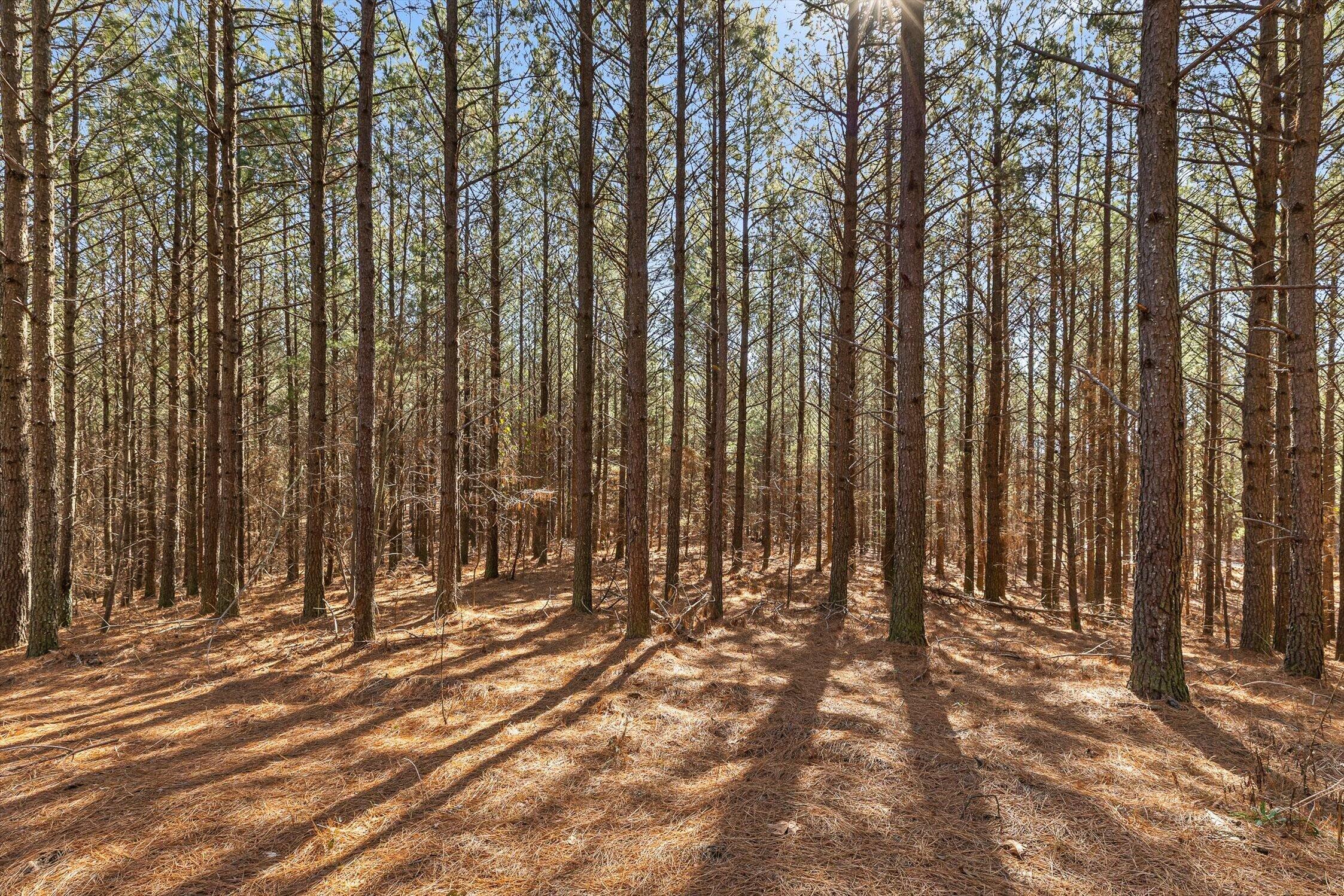 0 Wildlife Way Guild, TN 37340 - Photo 35 of 50 08-Wildlife-7