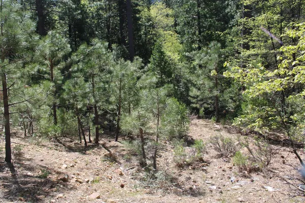 a view of a forest with trees in the background