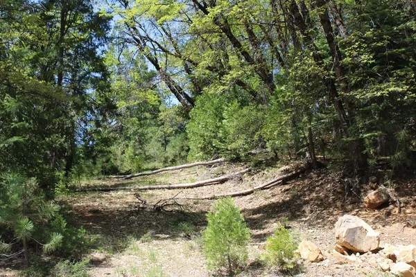 a view of a yard with plants and trees