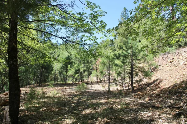 a view of a yard with a tree