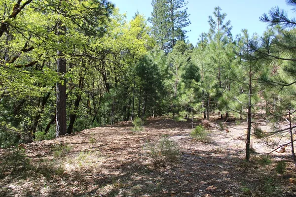 a backyard of a house with lots of trees