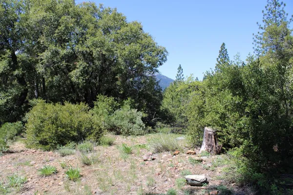 a view of a tree with a yard