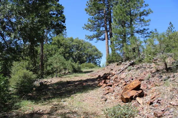 a view of a forest with trees