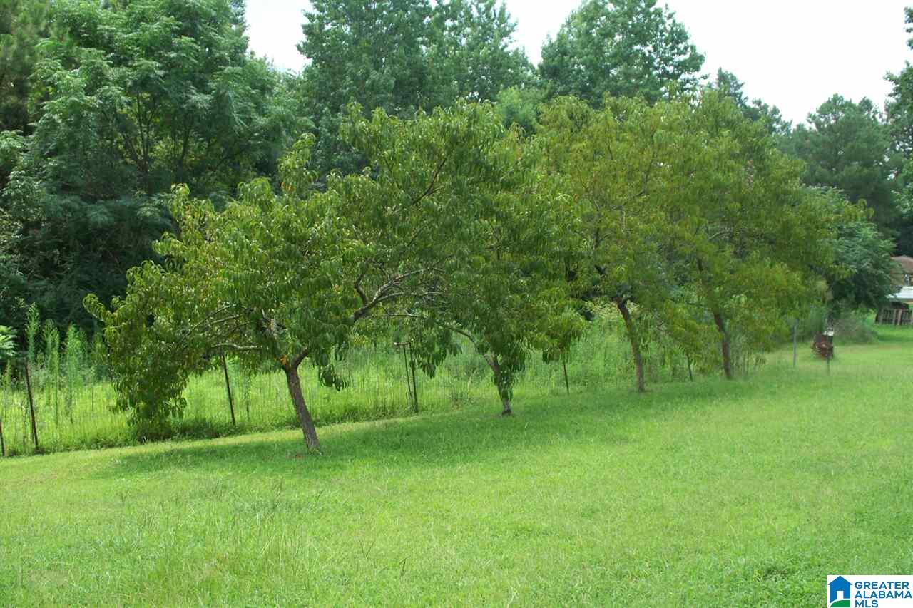 3634 Pleasant Valley Road Odenville, AL 35120 - Photo 6 of 16
