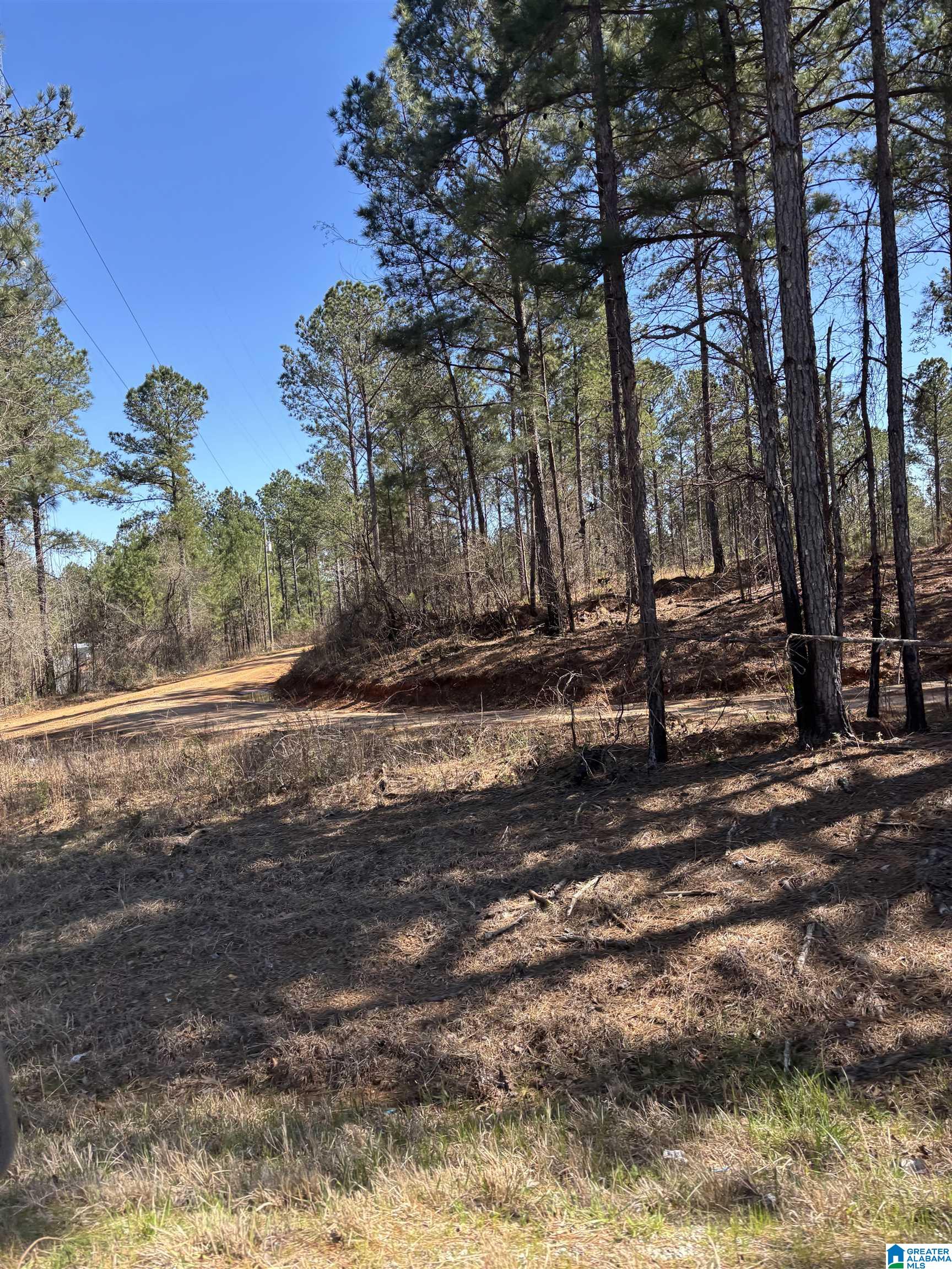 831 County Road, Unit TRACT 1 20± Wadley, AL 36276 - Photo 6 of 7
