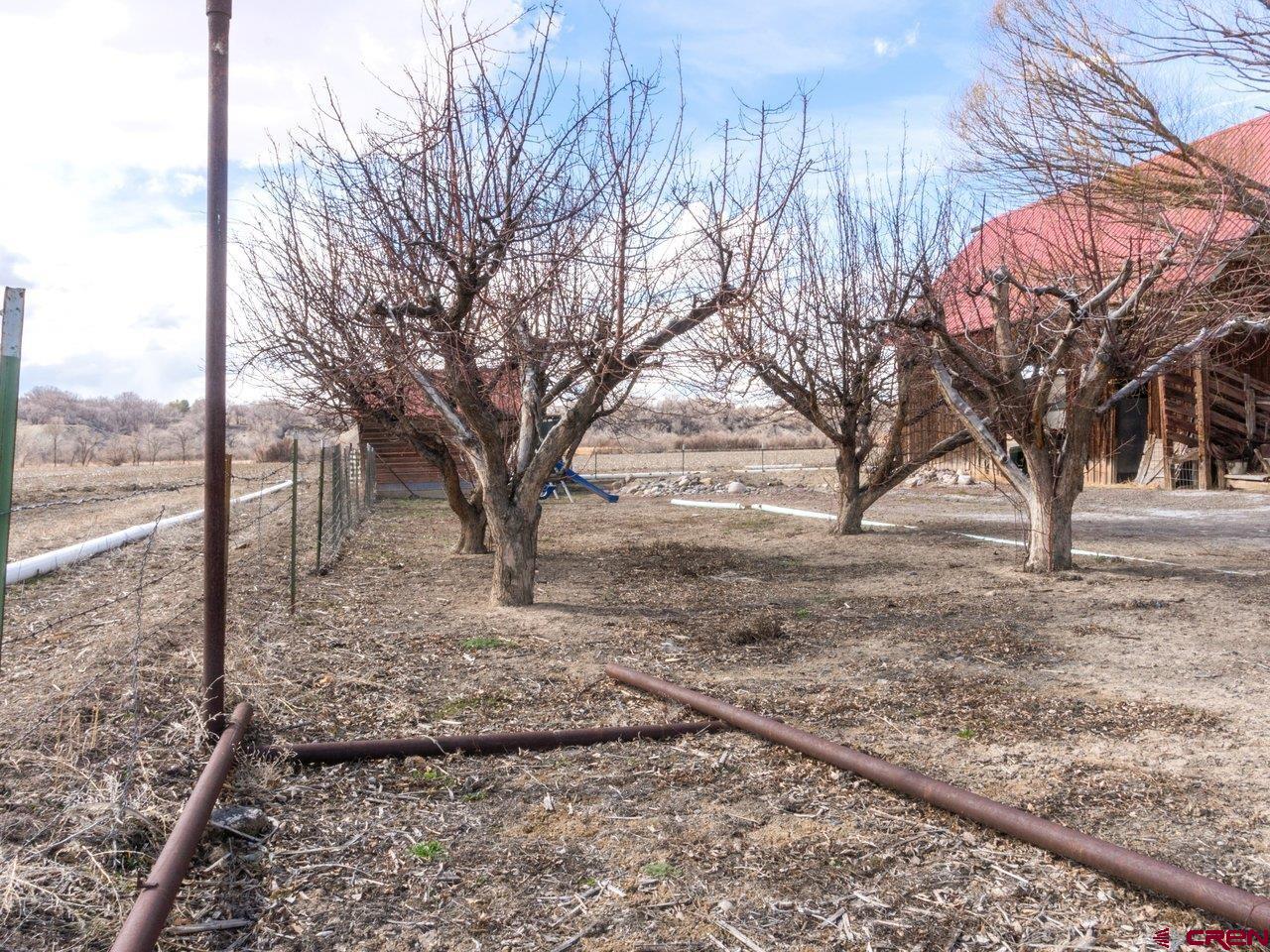 477 1600 Road Delta, CO 81416 - Photo 8 of 23 a view of a yard with a tree