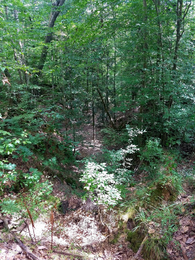 41 Shadyhaven Road Roxie, MS 39661 - Photo 4 of 12 Photo 4