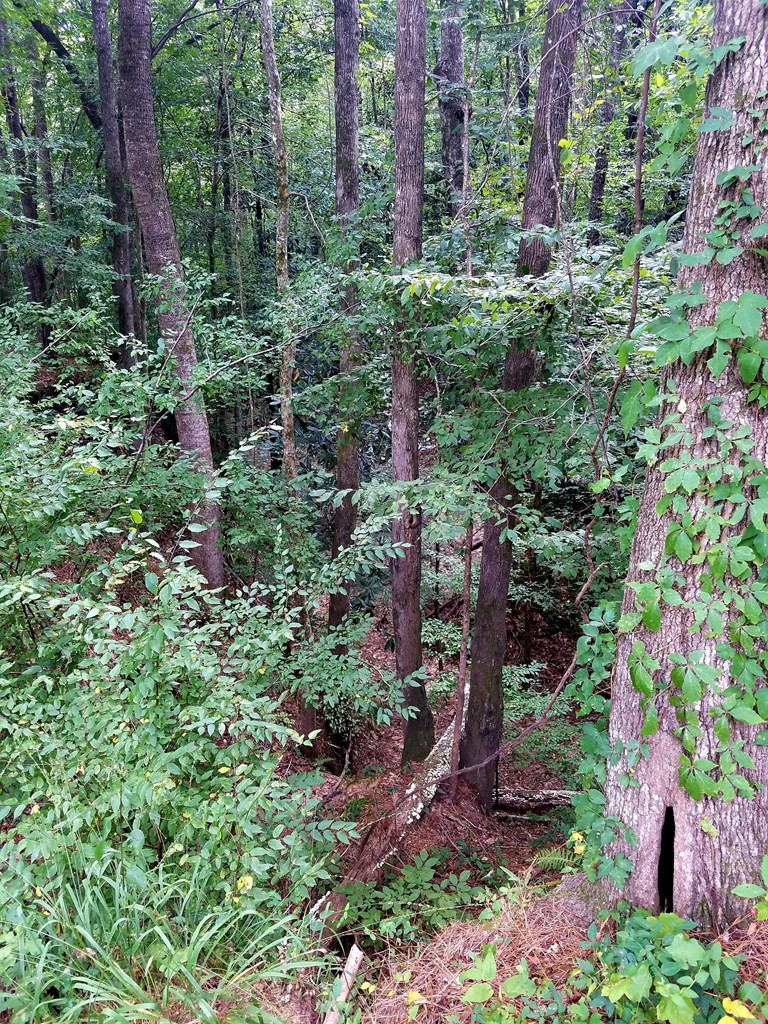 41 Shadyhaven Road Roxie, MS 39661 - Photo 5 of 12 Photo 5