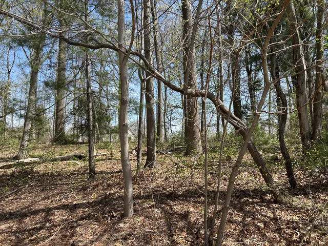 a view of a yard with trees