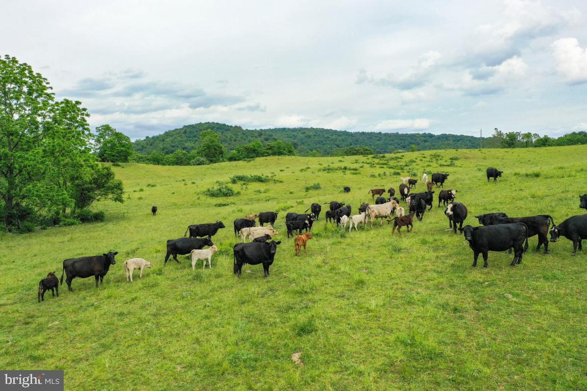 currently used as a Cattle farm