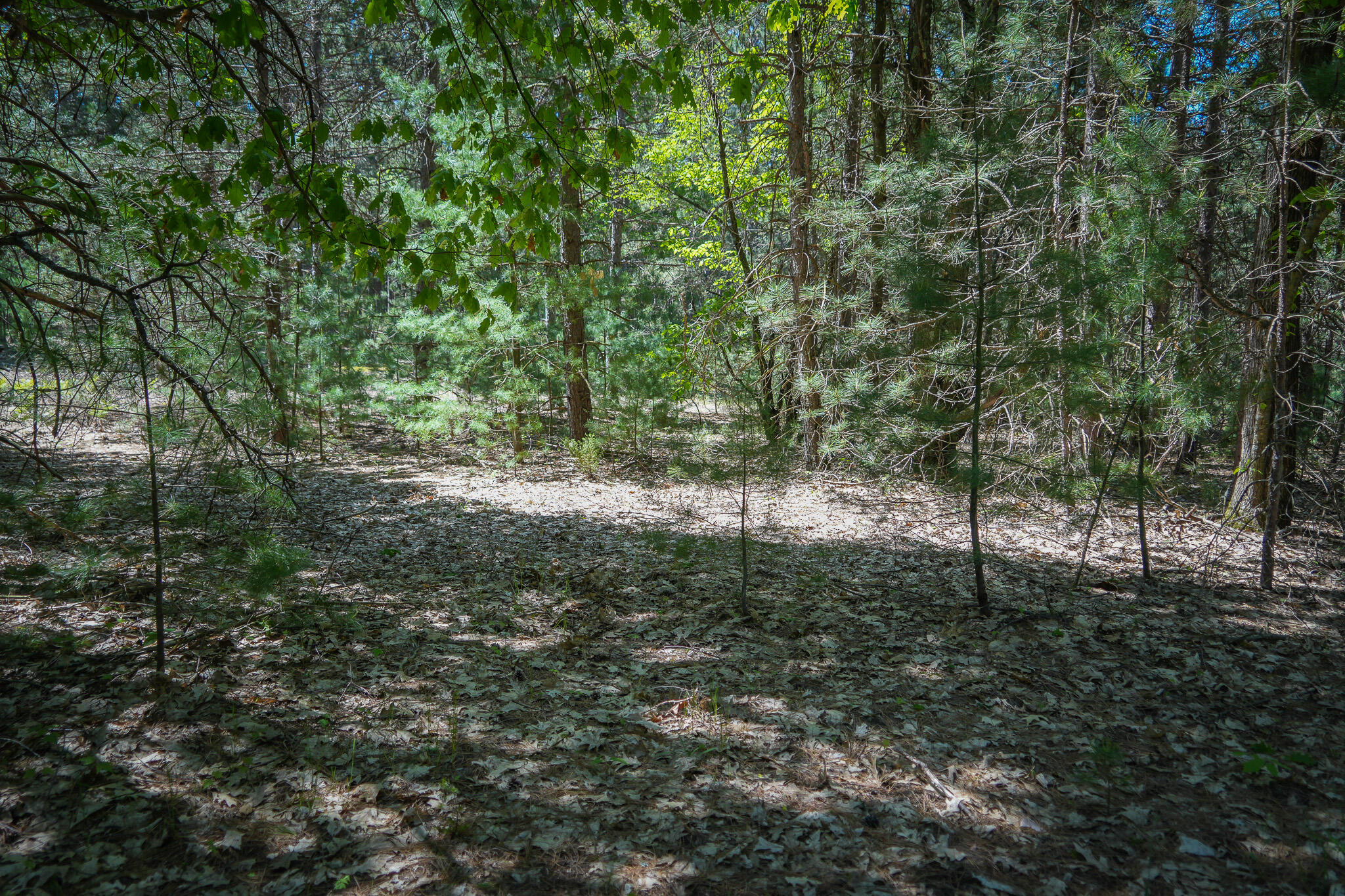 Parcel A Makinen Road Kaleva, MI 49645 - Photo 26 of 29 DSC00263